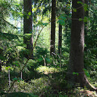 Forest Embrace
