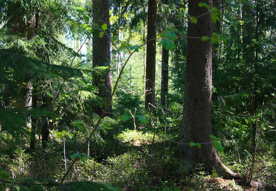 Forest Embrace